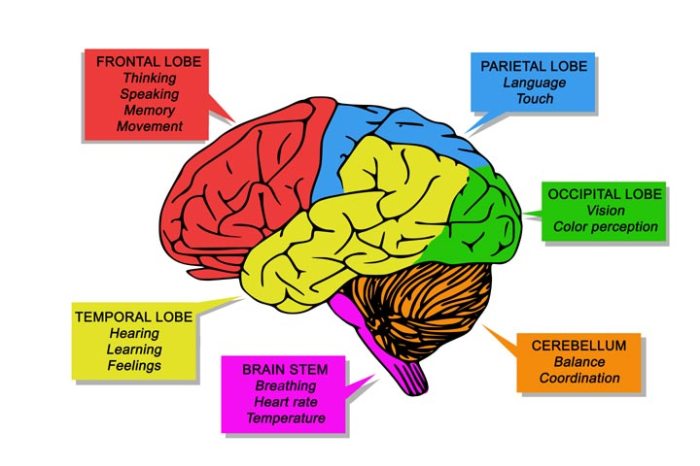 Brain human diagram its divisions simple primary parts labeled functions kids showing anatomy part main areas different description lobes detailed