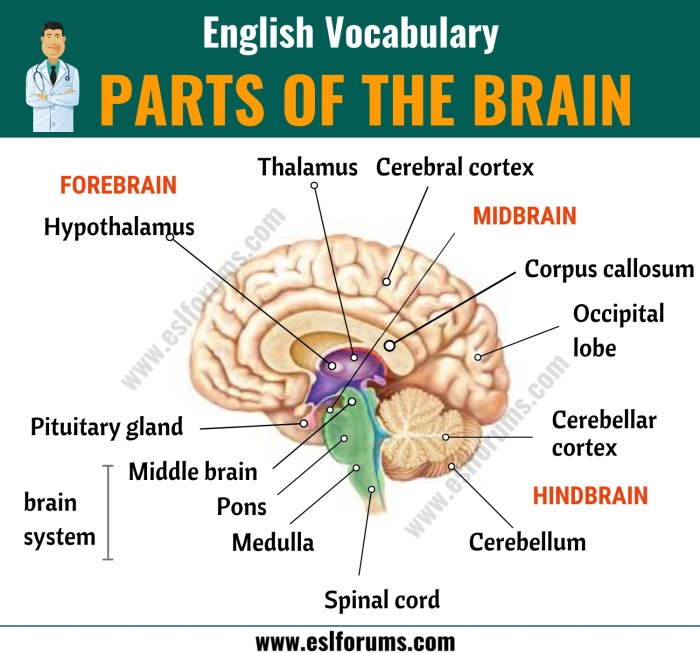 Functions of different parts of the brain