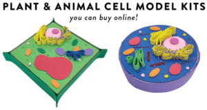 3d cell model project